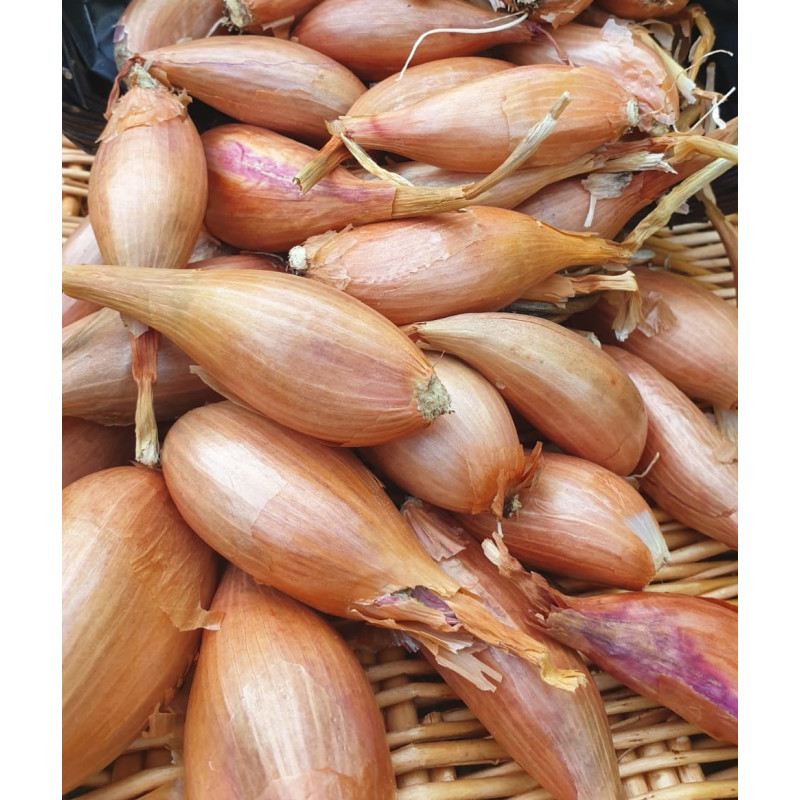 đEchalotes 500g (Bio) đEchalotes 500g (Bio)