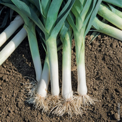 🍃 Poireaux 1kg (Bio)
