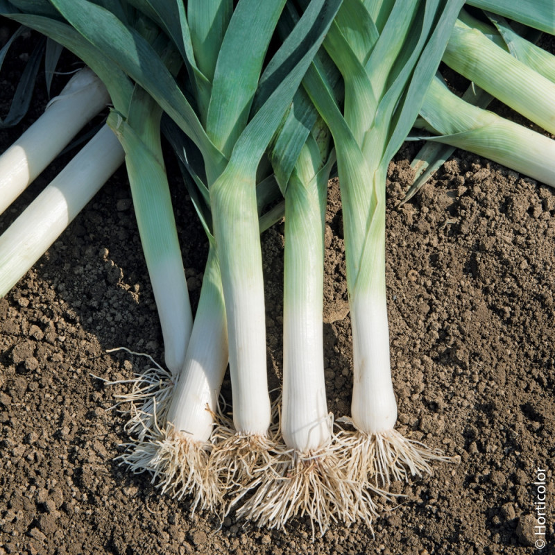 🍃 Poireaux 1kg (Bio) 🍃 Poireaux 1kg (Bio)