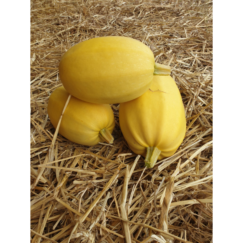 🍃 Courge Spaghetti (Bio) 🍃 Courge Spaghetti (Bio)