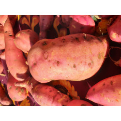 🍃Patates douces 1kg (Bio)