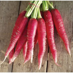 🍃Botte de radis ostergruss 400g (Bio)