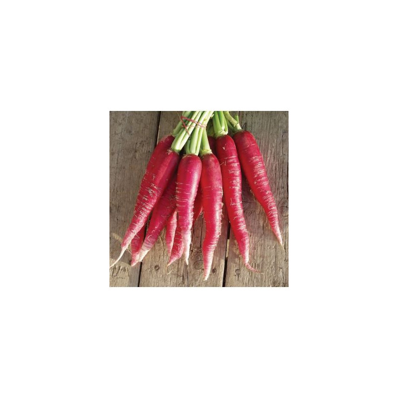 🍃Botte de radis ostergruss 400g (Bio)