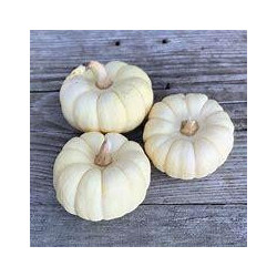 🍃 2 Courges Baby boo (Bio)