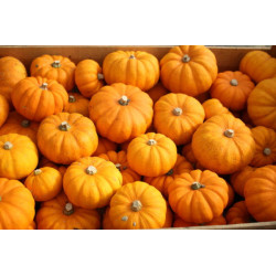 🍃 Courges Jack be little 500g (Bio)