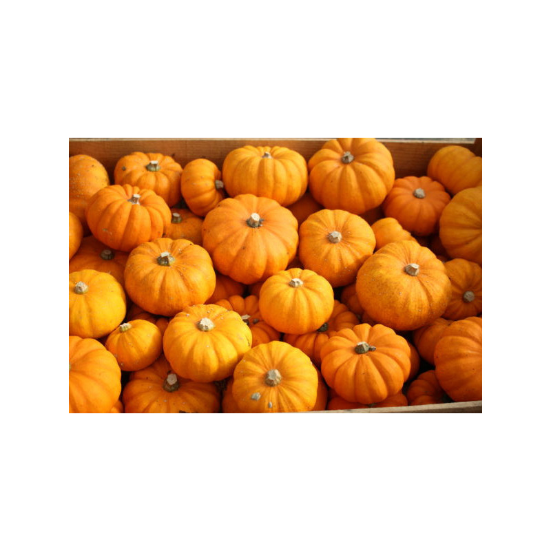 🍃 Courges Jack be little 500g (Bio)