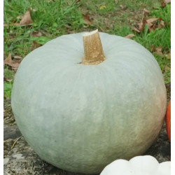 🍃 Courge Bleu de Hongrie (Bio)