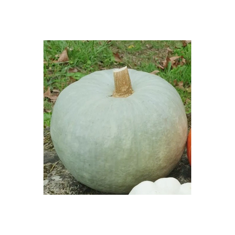 🍃 Courge Bleu de Hongrie (Bio) 🍃 Courge Bleu de Hongrie (Bio)