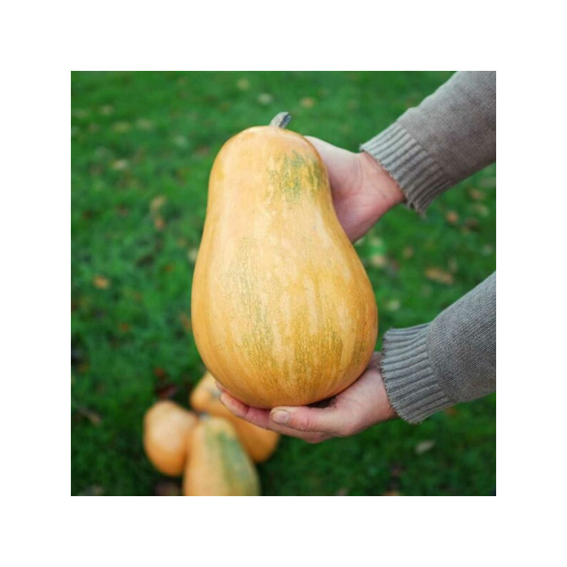 🍃 Courge sucrine de Berry 1kg (Bio)