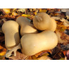 đ Courge Butternut (Bio) đ Courge Butternut (Bio)