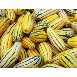 🍃 Courge delicata 1kg (Bio)