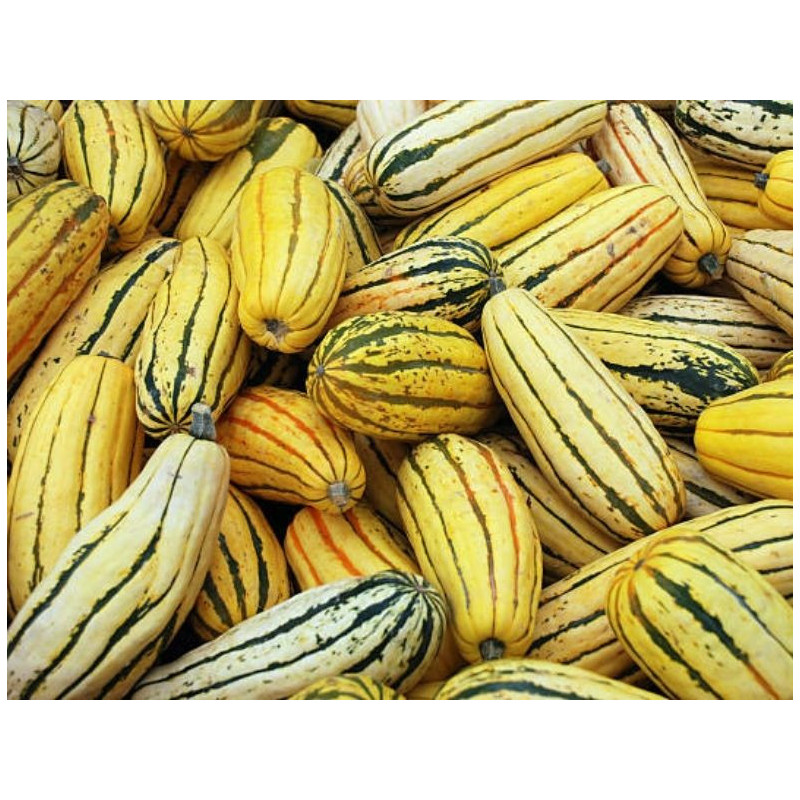 🍃 Courge delicata 1kg (Bio)