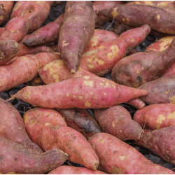 🍃Patates douces 5kg petits calibre  (Bio)