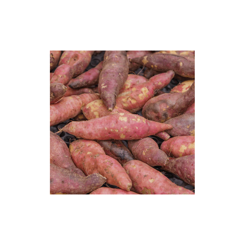 đPatates douces 5kg petits calibre  (Bio) đPatates douces 5kg petits calibre  (Bio)