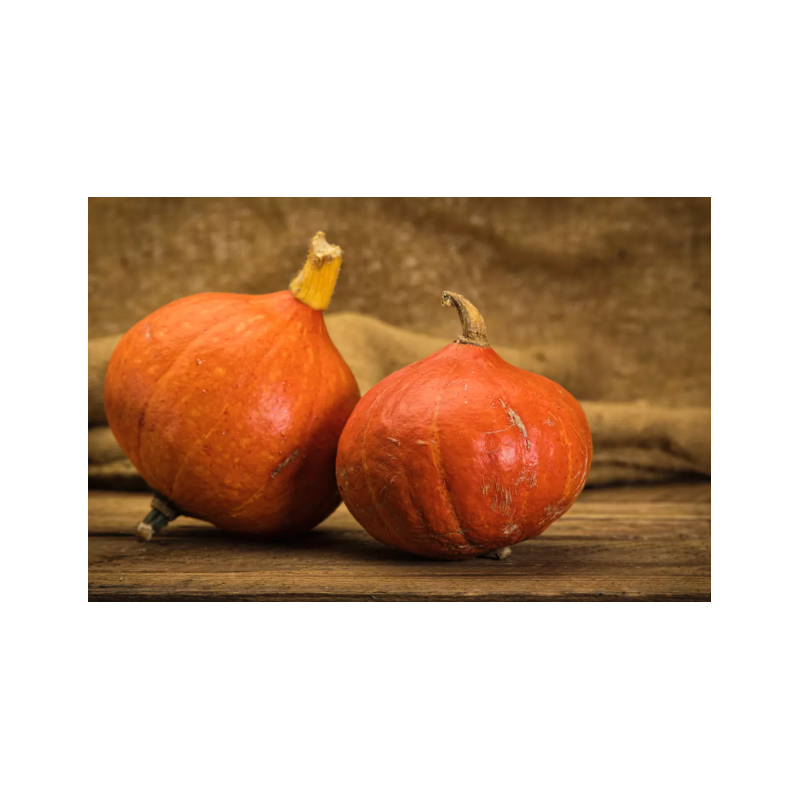 🍃 Potimarron 1kg (Bio) 🍃 Potimarron 1kg (Bio)