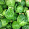Choux de Bruxelles 1kg Choux de Bruxelles 1kg