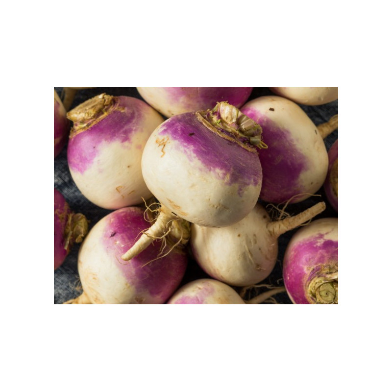 Navets violet 1kg Navets violet 1kg
