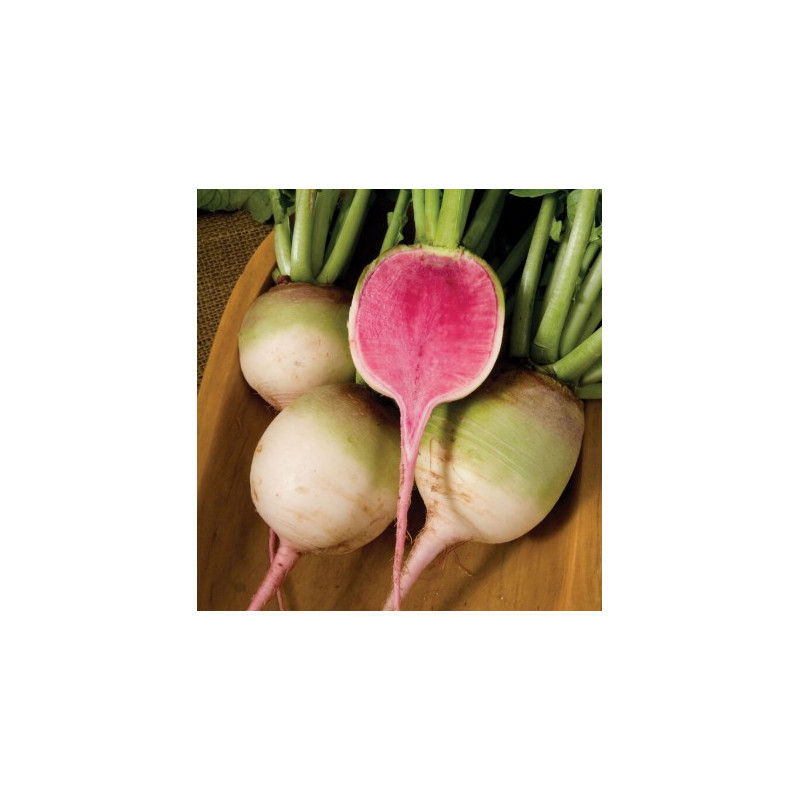 Radis RED meat 1kg Radis RED meat 1kg