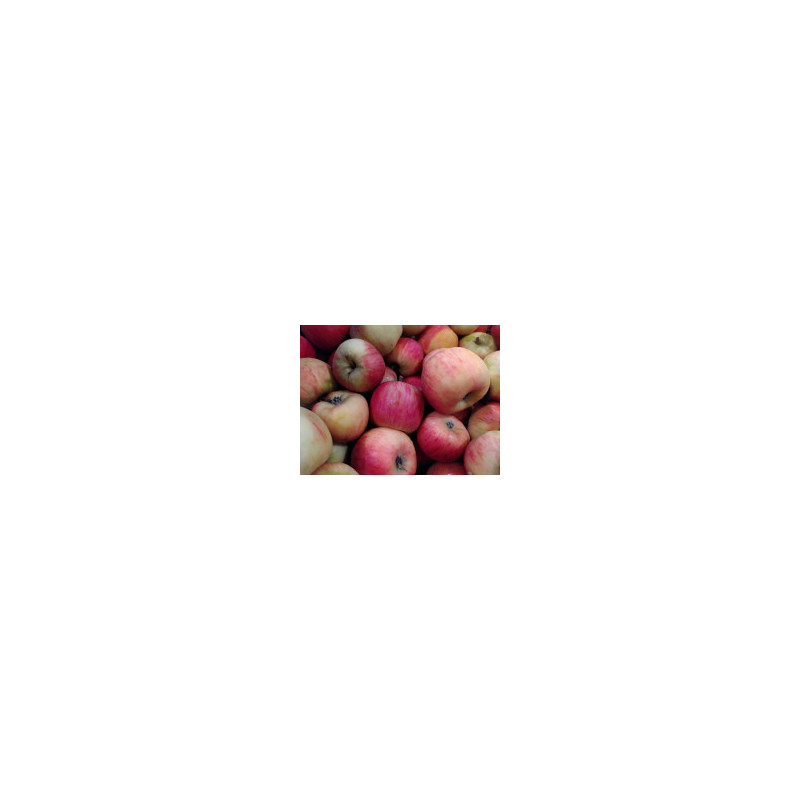 đPomme pirouette 1kg (Bio) đPomme pirouette 1kg (Bio)