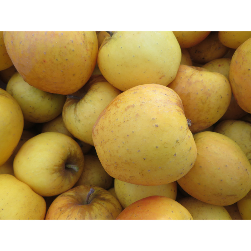 🍃Pomme Opale 5kg (Bio) 🍃Pomme Opale 5kg (Bio)
