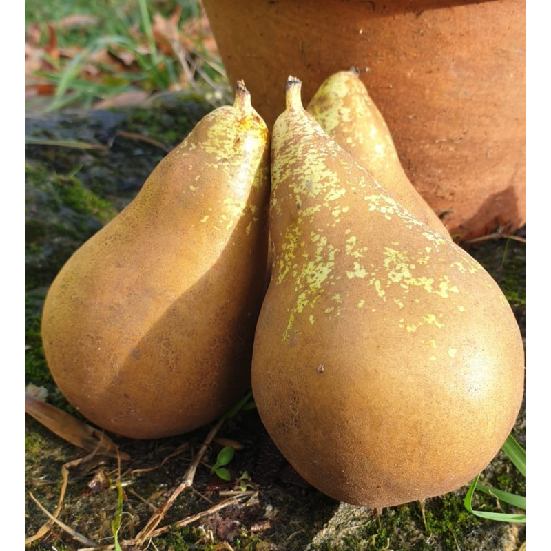 đPoire ConfĂ©rence 1kg (Bio) đPoire ConfĂ©rence 1kg (Bio)