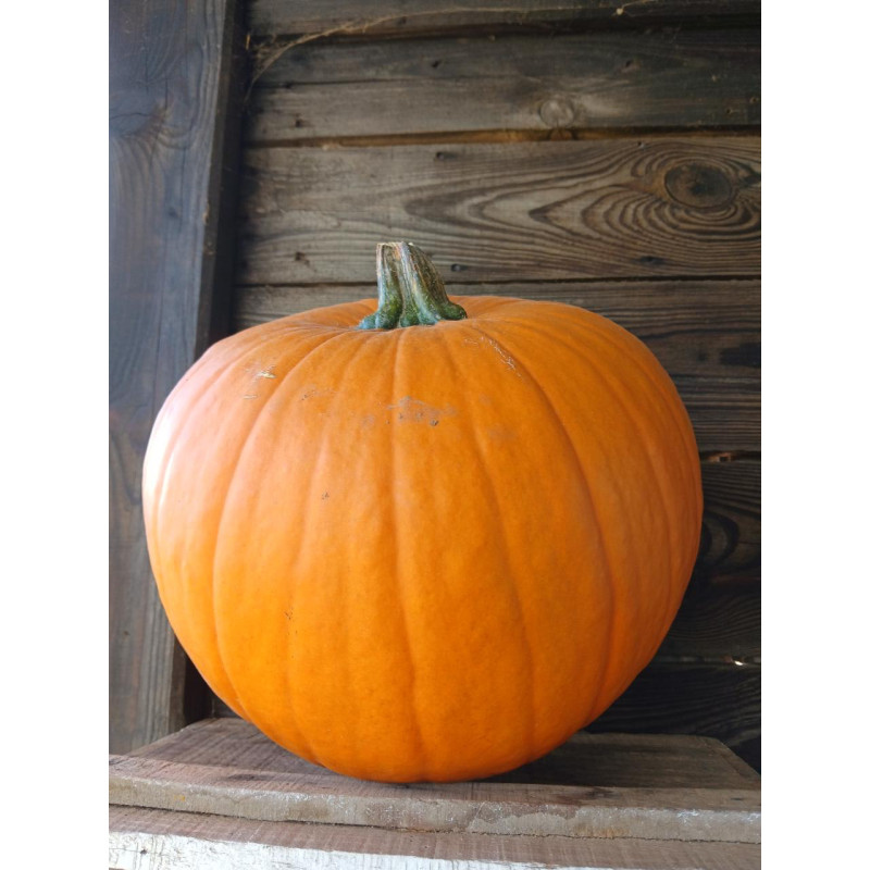 Citrouille d'Halloween Moyenne (Bio) Citrouille d'Halloween Moyenne (Bio)