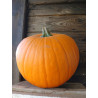 Citrouille d'Halloween Moyenne (Bio) Citrouille d'Halloween Moyenne (Bio)