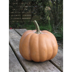 🍃 Courge Carat (Bio)