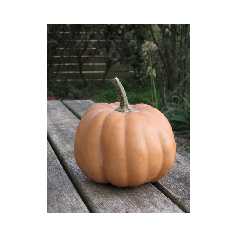 🍃 Courge Carat (Bio)