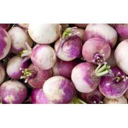 🍃 Navets violets 1kg (Bio)