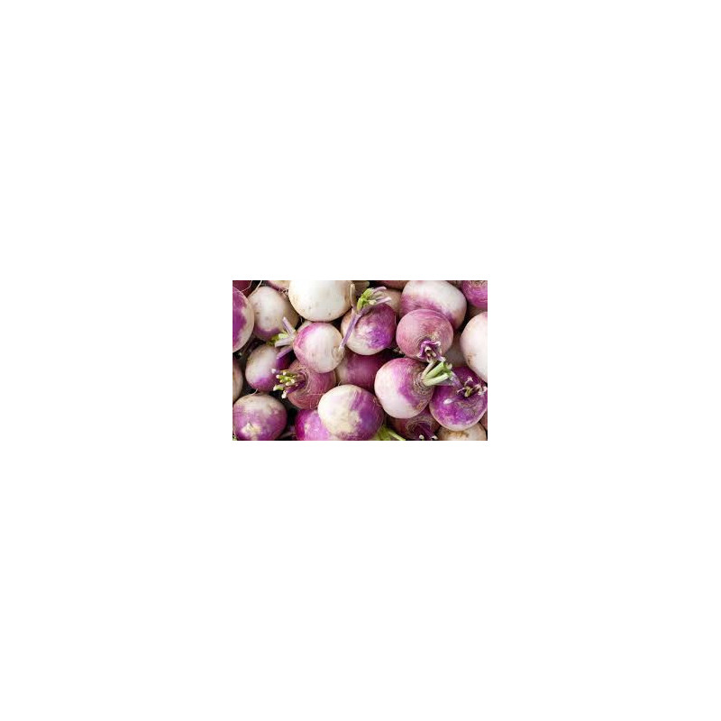 🍃 Navets violets 1kg (Bio)