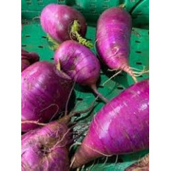 🍃 Radis rave Delicandy 1kg (Bio)