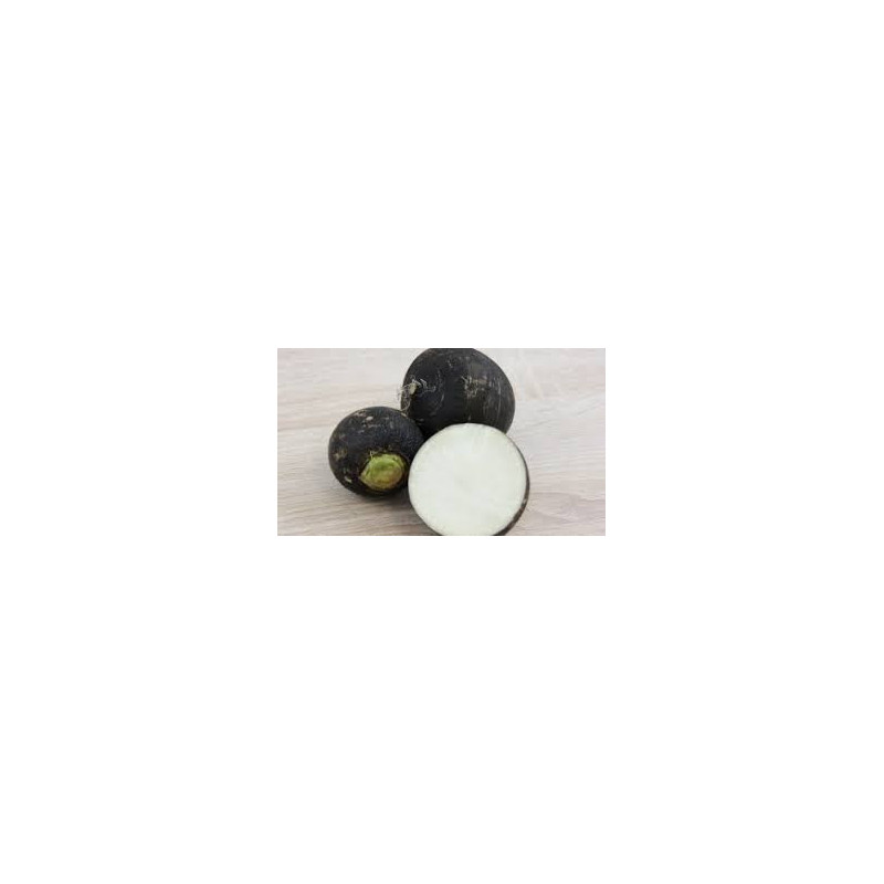 🍃 Radis noir Rond 1kg (Bio)