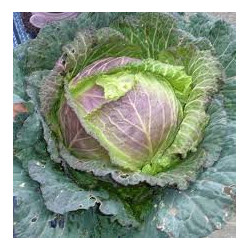 🍃 Chou de Pontoise (Bio)