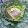 🍃 Chou de Pontoise (Bio)
