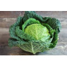 🍃 Chou Frisé (Bio)