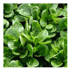 🍃 Mache 250g (Bio)